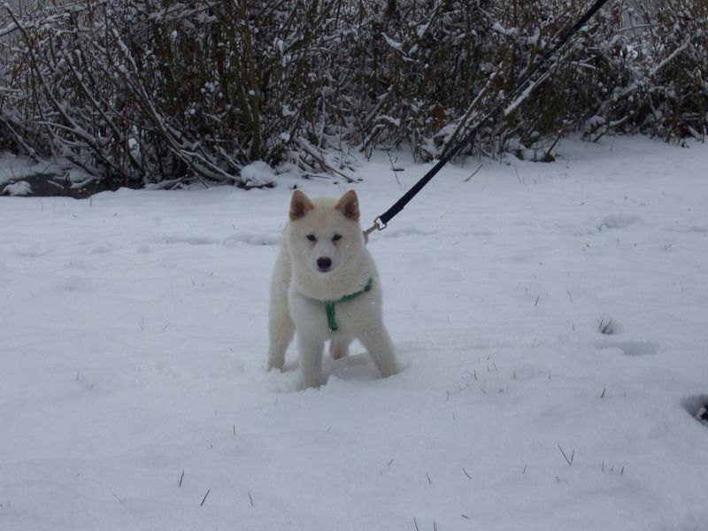 chó Hokkaido lông trắng